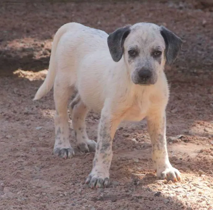 Cachorro ra a SRD idade 2 a 6 meses nome Fofão