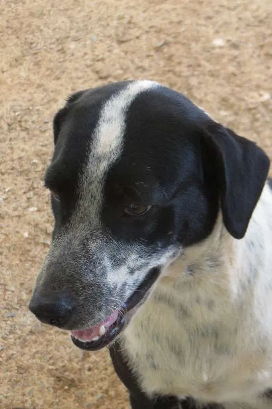Cachorro ra a srd idade 1 ano nome Sofie