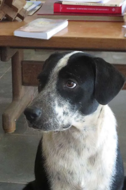 Cachorro ra a srd idade 1 ano nome Sofie