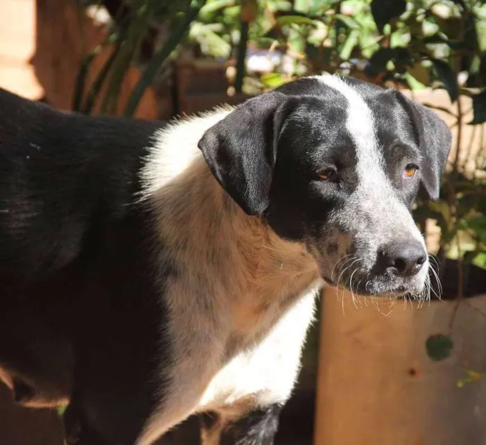 Cachorro ra a srd idade 1 ano nome Sofie