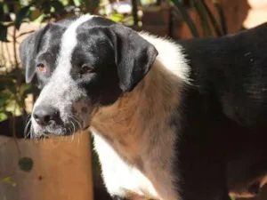 Cachorro raça srd idade 1 ano nome Sofie