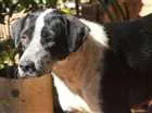 Cachorro raça srd idade 1 ano nome Sofie