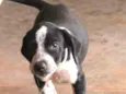 Fofinho