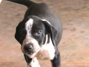 Cachorro raça SRD idade 2 a 6 meses nome Fofinho
