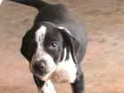 Cachorro raça SRD idade 2 a 6 meses nome Fofinho