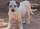 Cachorro raça SRD idade 2 a 6 meses nome Fofão