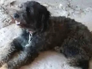 Cachorro raça poodle idade 6 ou mais anos nome Kiara 