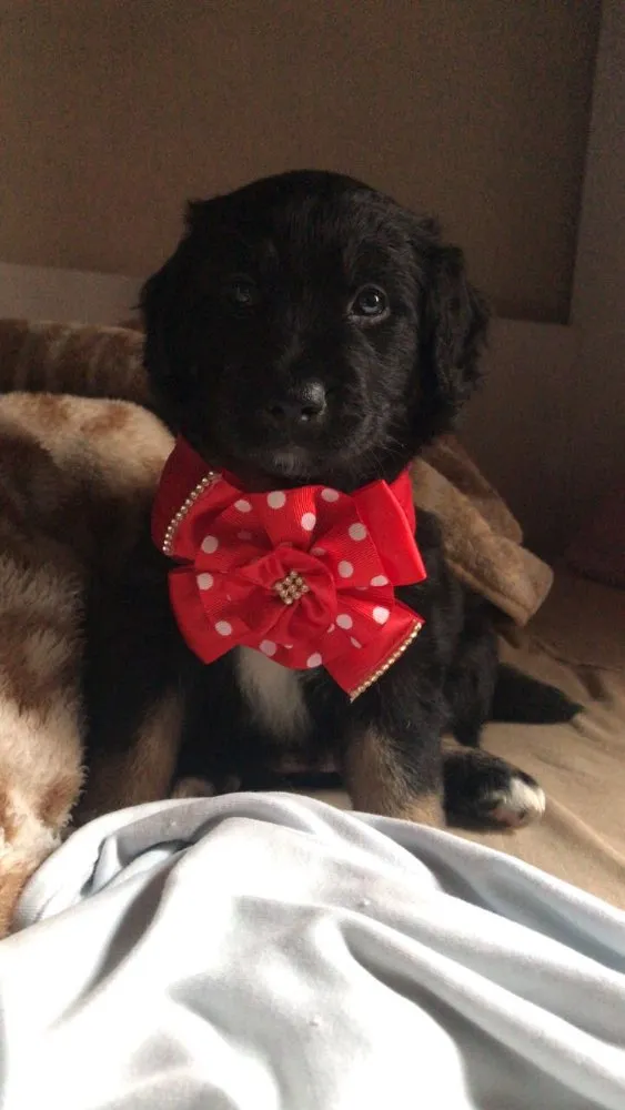 Cachorro ra a Srd idade Abaixo de 2 meses nome Pandora 