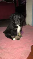 Pandora 