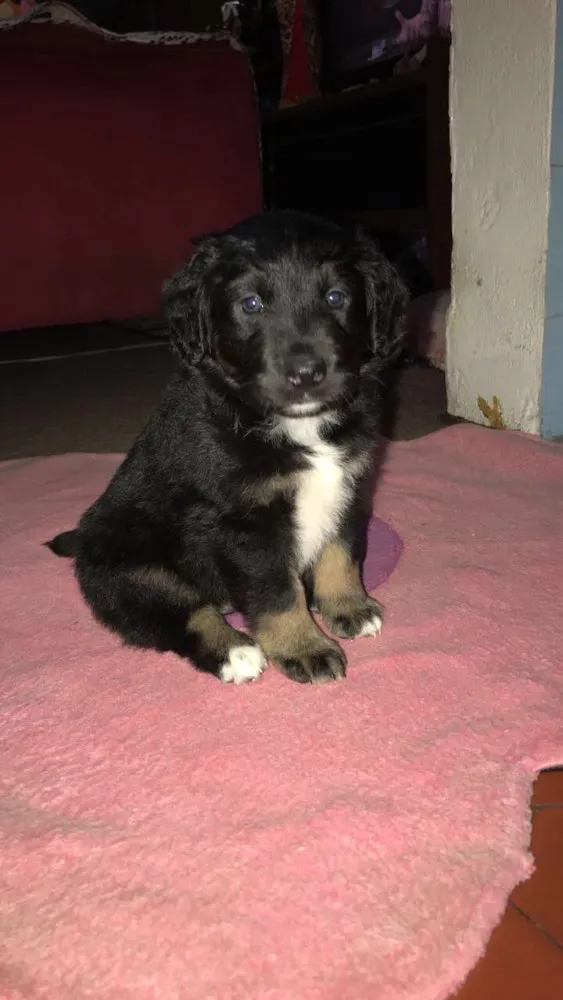Cachorro ra a Srd idade Abaixo de 2 meses nome Pandora 