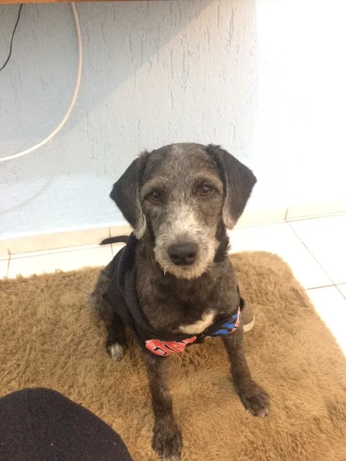 Cachorro ra a Poodle 3  idade 1 ano nome Rufo