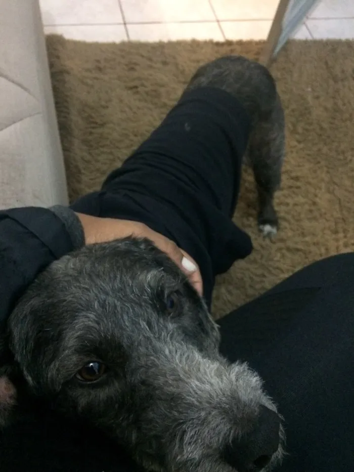 Cachorro ra a Poodle 3  idade 1 ano nome Rufo