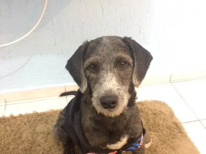 Cachorro ra a Poodle 3  idade 1 ano nome Rufo