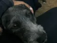 Rufo