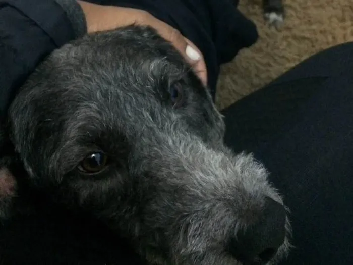 Cachorro ra a Poodle 3  idade 1 ano nome Rufo