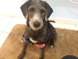 Cachorro raça Poodle 3  idade 1 ano nome Rufo
