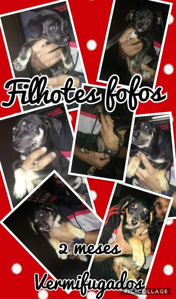 Cachorro ra a SRD idade 2 a 6 meses nome Filhotes gordinhos