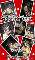 Filhotes gordinhos