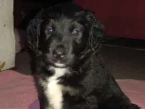 Cachorro raça Srd idade Abaixo de 2 meses nome Pandora 