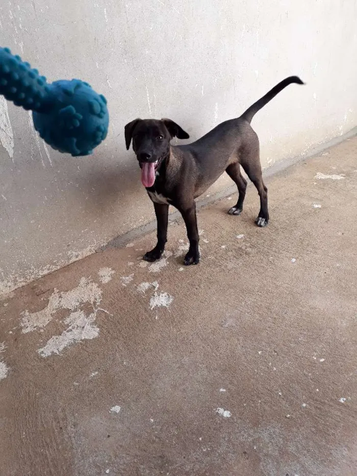Cachorro ra a Sem raça  idade 2 a 6 meses nome Amora 