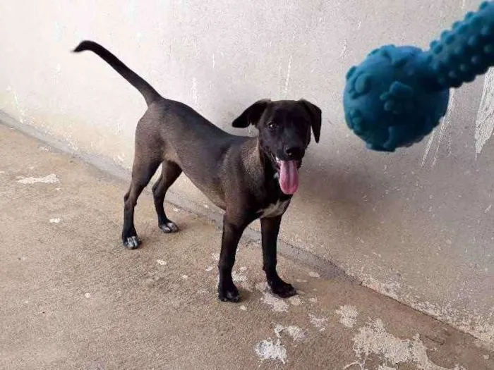 Cachorro ra a Sem raça  idade 2 a 6 meses nome Amora 