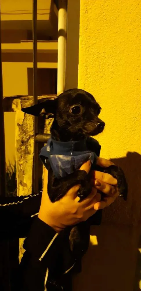 Cachorro ra a Não sabemos idade 1 ano nome Não sabemos