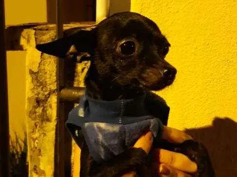 Cachorro ra a Não sabemos idade 1 ano nome Não sabemos