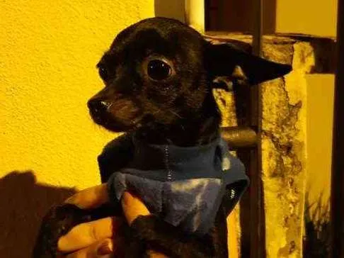 Cachorro ra a Não sabemos idade 1 ano nome Não sabemos