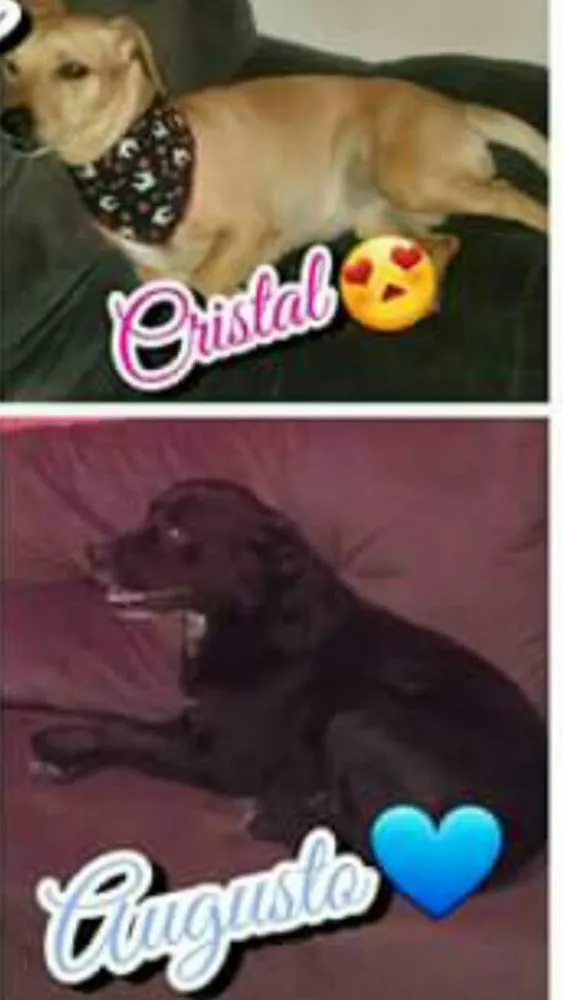 Cachorro ra a Labrador e vira latas idade 2 anos nome Cristal e Augusto