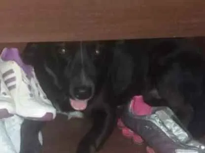 Cachorro ra a Labrador e vira latas idade 2 anos nome Cristal e Augusto