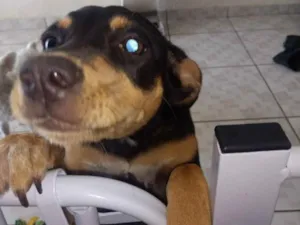 Cachorro raça SRD idade 1 ano nome Pretinha