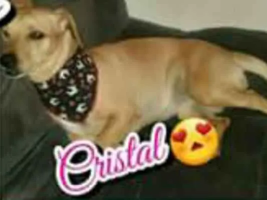 Cachorro ra a Labrador e vira latas idade 2 anos nome Cristal e Augusto