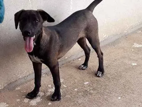Cachorro ra a Sem raça  idade 2 a 6 meses nome Amora 
