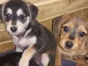 Cachorro raça srd idade 2 a 6 meses nome Não Tem