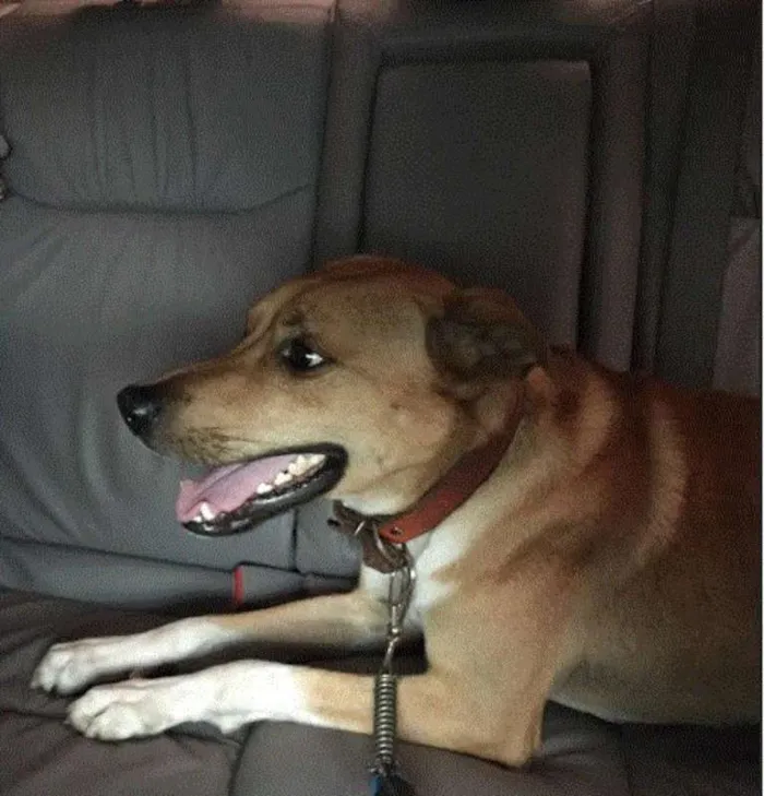 Cachorro ra a Mistura Fila e Pastor Belga idade 2 anos nome Ditto