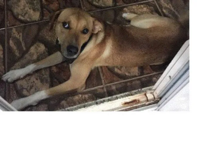 Cachorro ra a Mistura Fila e Pastor Belga idade 2 anos nome Ditto