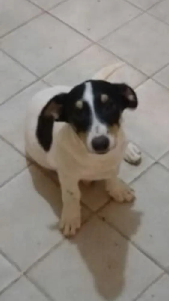 Cachorro ra a Não definida idade 2 a 6 meses nome Bola