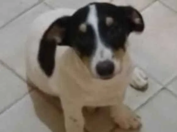 Cachorro ra a Não definida idade 2 a 6 meses nome Bola