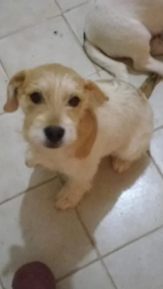 Cachorro ra a Não definida idade 2 a 6 meses nome Bilie