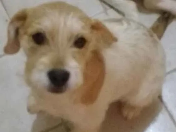 Cachorro ra a Não definida idade 2 a 6 meses nome Bilie