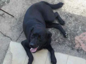 Cachorro raça Labrador e pastor alemão belga idade 1 ano nome Kevin e anita