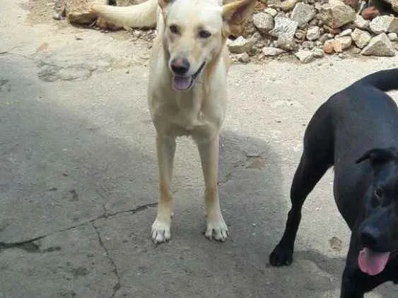 Cachorro ra a Labrador e pastor alemão belga idade 1 ano nome Kevin e anita