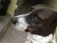 Aisha e Neguinho