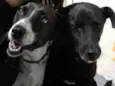 Aisha e Neguinho