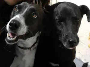 Cachorro raça SRD idade 5 anos nome Aisha e Neguinho