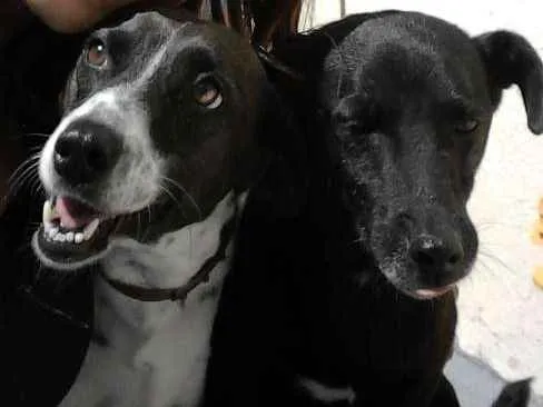 Cachorro ra a SRD idade 5 anos nome Aisha e Neguinho