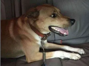 Cachorro raça Mistura Fila e Pastor Belga idade 2 anos nome Ditto