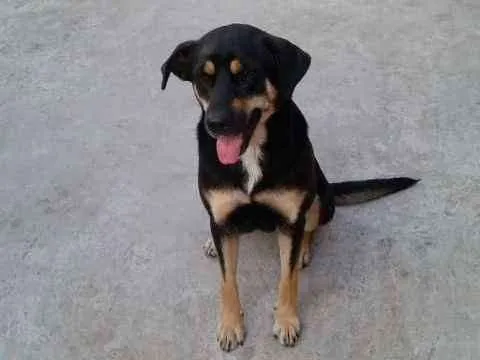 Cachorro ra a mestiça Rottweler com Pastor  idade 1 ano nome Ágatha