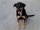 Cachorro raça mestiça Rottweler com Pastor  idade 1 ano nome Ágatha