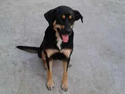 Cachorro ra a mestiça Rottweler com Pastor  idade 1 ano nome Ágatha